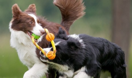 Bella und Higgins