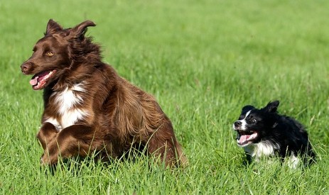 Bella und Higgins