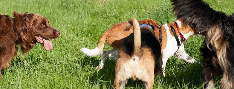 Hundewiese
