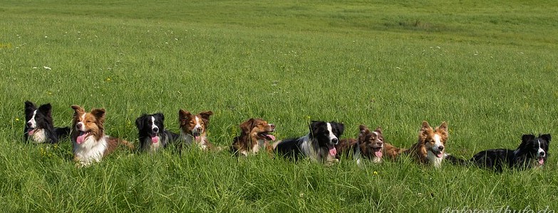 Bellas Familie