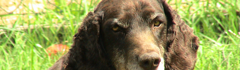 Monty Monty - deutscher Wachtelhund